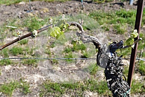 Austria, Agriculture, Viniculture