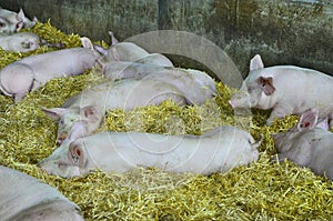 Austria, animal farming