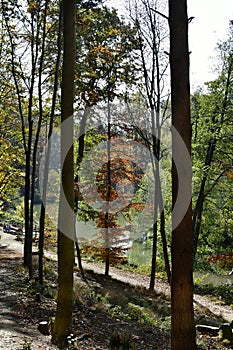 Austria, Autumn Leaves in Unesco Biosphere Park