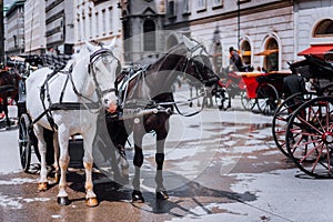 Austria beautiful horses with equipage coaches on the streets of Vienna photo