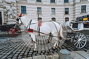 Austria beautiful horses with equipage on the streets of Vienna