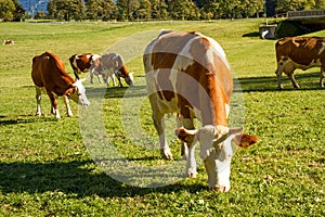 Austria. Dairy cows graze in an alpine meadow surrounded by the Alps