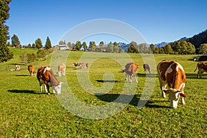 Austria. Dairy cows graze in an alpine meadow surrounded by the Alps