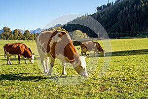 Austria. Dairy cows graze in an alpine meadow surrounded by the Alps