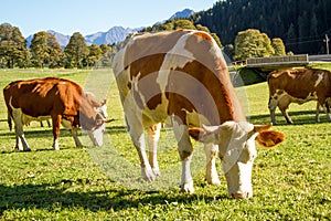 Austria. Dairy cows graze in an alpine meadow surrounded by the Alps