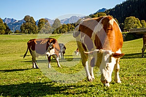 Austria. Dairy cows graze in an alpine meadow surrounded by the Alps