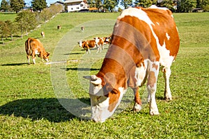 Austria. Dairy cows graze in an alpine meadow surrounded by the Alps