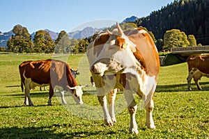 Austria. Dairy cows graze in an alpine meadow surrounded by the Alps