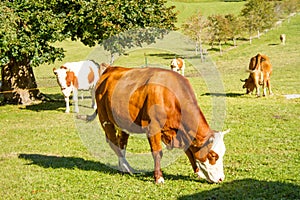 Austria. Dairy cows graze in an alpine meadow surrounded by the Alps