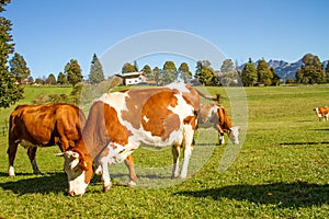 Austria. Dairy cows graze in an alpine meadow surrounded by the Alps