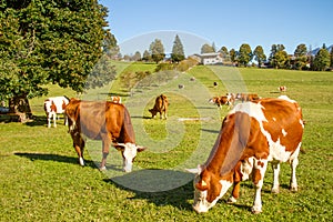 Austria. Dairy cows graze in an alpine meadow surrounded by the Alps