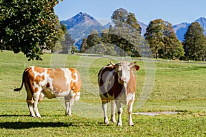 Austria. Dairy cows graze in an alpine meadow surrounded by the Alps