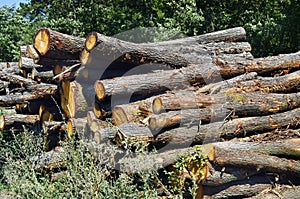 Austria, Forest Industry