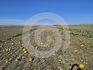 Austria, Agriculture, Pumpkin Field
