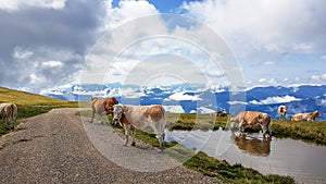 Austria - A heard of cows grazing on an Alpine pasture. The cows are drinking from a small pond. There are high mountains