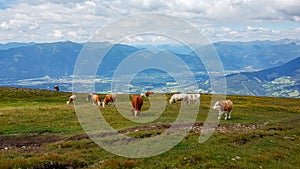 Austria - A heard of cows grazing on an Alpine pasture. The cows are spread on a vast meadow. There are high mountains in the back
