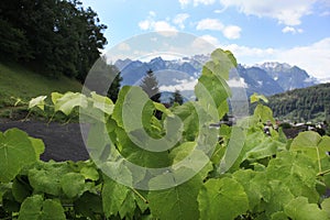 Austria. Landscape with grape and Austrian Alps.