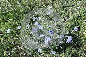 Austria, National Park Neusiedler See, Botany