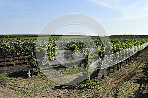 Austria, National Park Neusiedler See, Vineyard