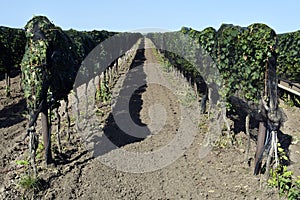 Austria, National Park Neusiedler See, Vineyard