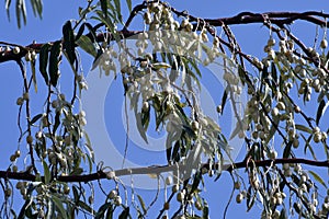 Austria, National Park Neusiedlersee, Russian Olive