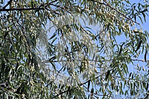 Austria, National Park Neusiedlersee, Russian Olive