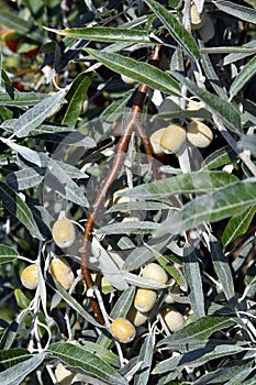 Austria, National Park Neusiedlersee, Russian Olive