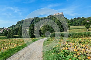 Austria - A panoramic view on a field full with ripening pumpkins. The pumpkins are round and yellow. Agricultural land