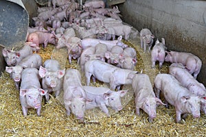 Austria, Pig Farming