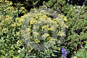 Austria, Senecio Flower, Rax Mountain