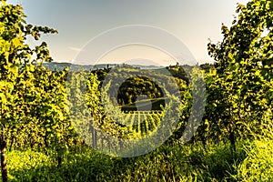 Austria, south styria vineyards travel destination. Tourist spot for vine
