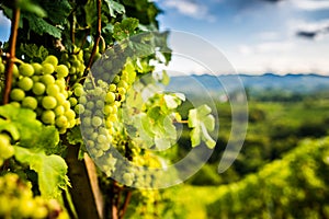 Austria, south styria vineyards travel destination. Tourist spot for vine