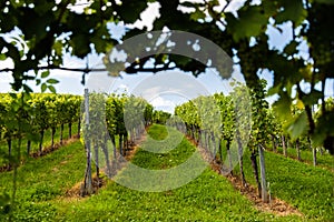 Austria, south styria vineyards travel destination. Tourist spot for vine