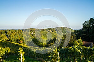 Austria. The southern region of Austria with grape plantings on the hills. Autumn. Vintage time