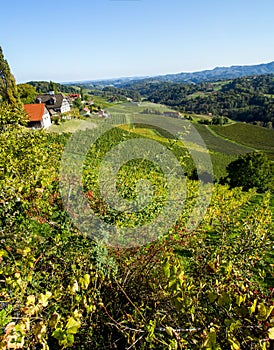 Austria. The southern region of Austria with grape plantings on the hills. Autumn. Vintage time