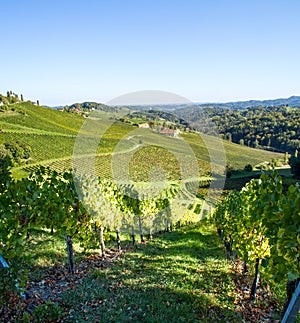 Austria. The southern region of Austria with grape plantings on the hills. Autumn. Vintage time