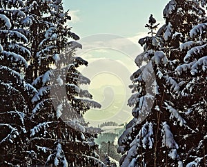 Austria, valley winter landscape between fir trees