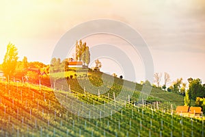 Austria Vineyards Leibnitz area south Styria travel spot. Light leaks