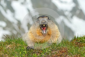 Austria wildlife, funny image, detail of Marmot. Cute fat animal Marmot, sitting in the grass with nature rock mountain habitat,