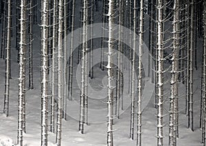 Austria winter fall forest background