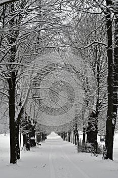 Austria, Winter, Forest