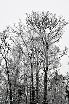 Austria, Winter, Forest