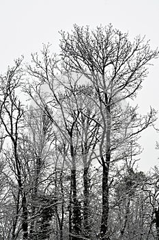 Austria, Winter, Forest photo