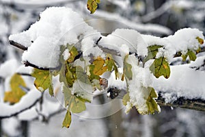 Winter, snow-covered plants photo