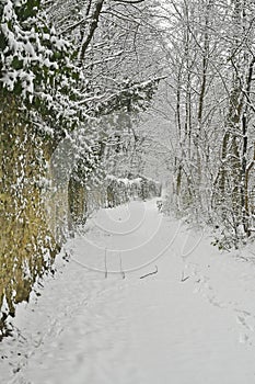 Winter, snow-covered plants and footpath photo