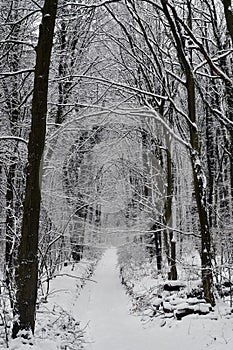 Austria, Winter, Forest photo