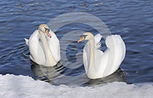 Austria. Zell-Am-See. Couple of tender swans