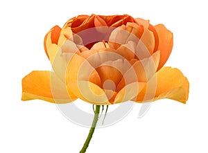 Austrian copper rose