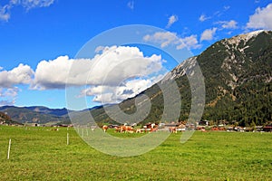 Austrian cows eating grass on the Achenkirch Valley