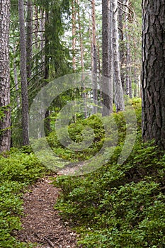 Austrian Forest near Velden am Worthersee